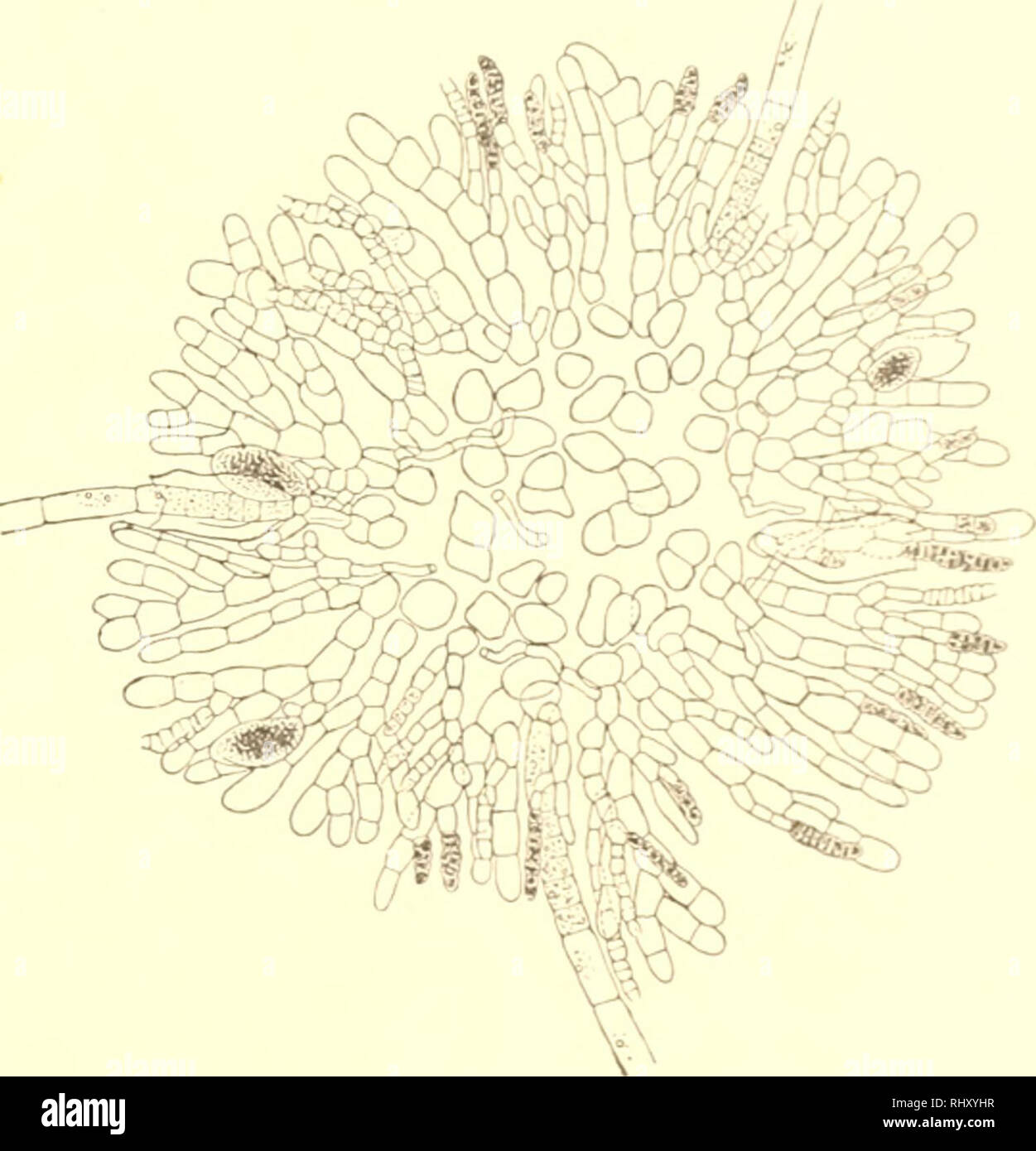 . Beiträge zur Kenntnis der Meeresalgen. Marine Algen; Marine Algen. Myriotrichia fdiformis (Grifl Hai Uyriolric/iia Ich.&gt; lokuläre Sporangien Gürteltaschen. Gedenkbuch aber entspringen Sterben gleich den letzteren auch. 1/. fdiformis nicht fehlenden basilären unilokulären Sporangien direkt aus dem horizontalen Faden 1). Au-; ich] | ciii geht hervor, dass sterben Nummern-oper eben besprochenen Arten in mehr als einer Hinsichl einer erneuten und sorgfältigen henkes lolland wert sind, besonders di #1° Myr. densa zerschlägt. Querschnitt durch ein voll entwickeltes Was bekannte britische Arten meine speeimens sollte Vorbild mit werden. Stockfoto