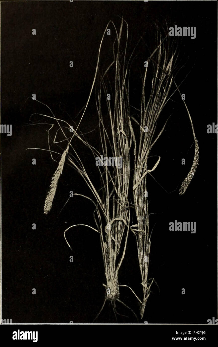 . Beiträge zur Flora und Pflanzengeographie Australiens. Botanik. 372 - Queensland: Ich selbst habe this Kunst in zahlreichen Standorten im Westen gesammelt, wo sie in den rollenden Downs oft bestandbildend auftritt: Also bei Hughenden und von da in vielen Stellen westlieh biz Cloncurry, zwischen Hughenden und Winton, zwischen Winton und Longreach, östlich von longreach etc.. Abb. 85. Astrebla peetinata F.v.Muell. ex Bexth.em / Exemplaren von Hughenden. (Verkl.) N. S. Wales: Darling River (F. v. Müller, 1862); Mount Murchison (Dallachy, 1877); lnterior von N. S.W. (Leg.?). South Australia Stockfoto