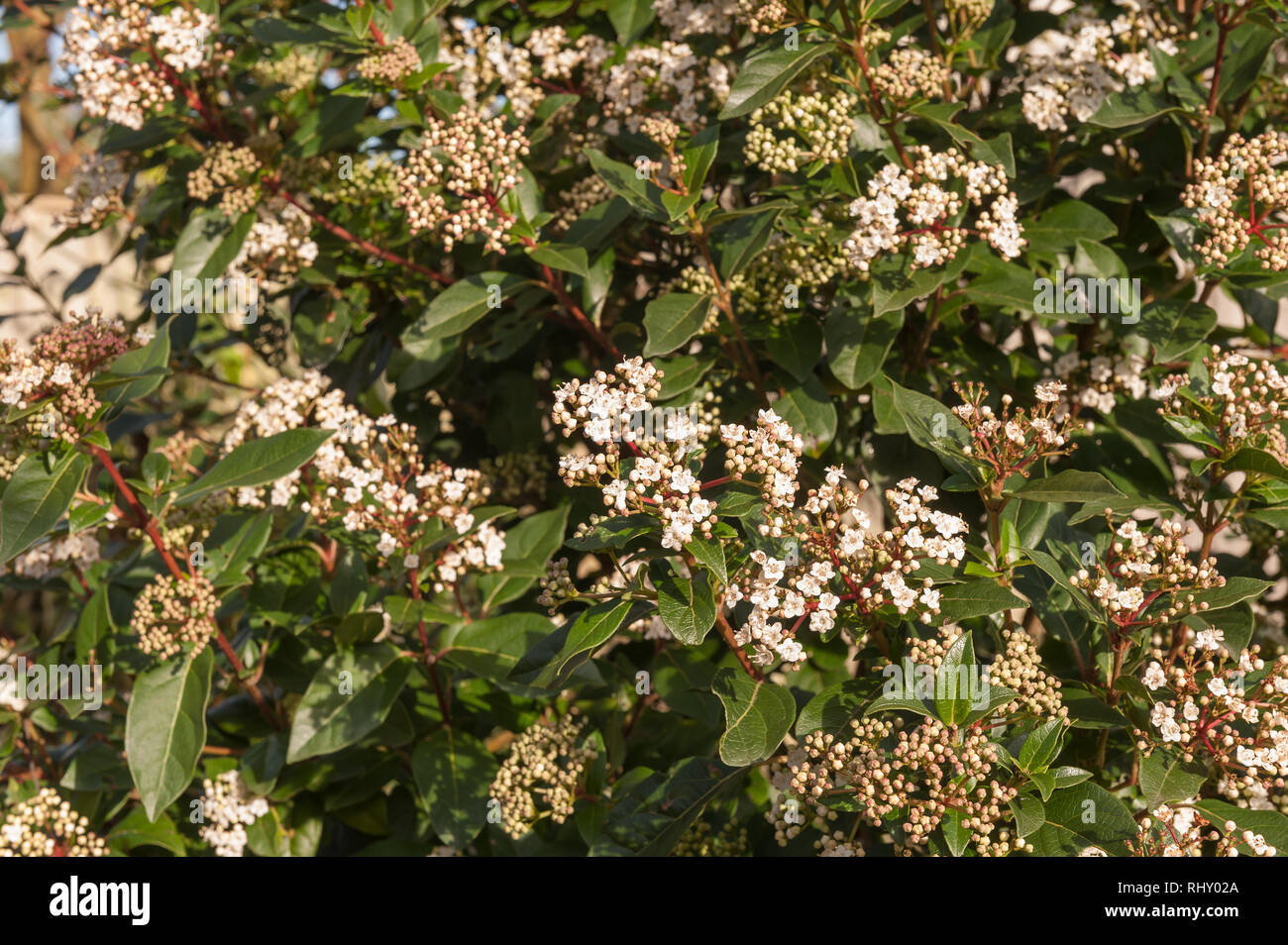 Winterblüher viburnum Strauch mit kleinen zarten tief rosa Knospen und