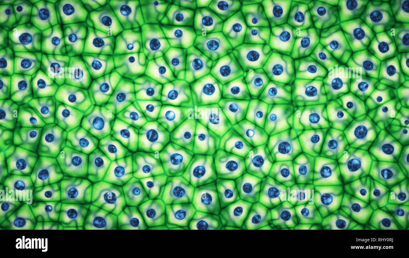 Embryonale Stammzellen bright green Kolonie unter einem Mikroskop 3D-Darstellung Stockfoto