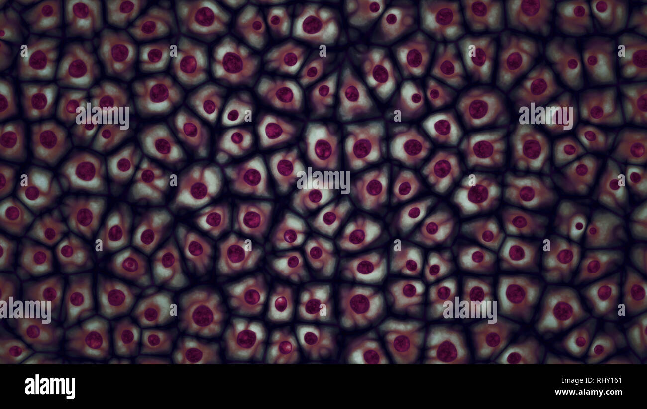 Embryonale Stammzellen dunkel violett Kolonie unter einem Mikroskop 3D-Darstellung Stockfoto