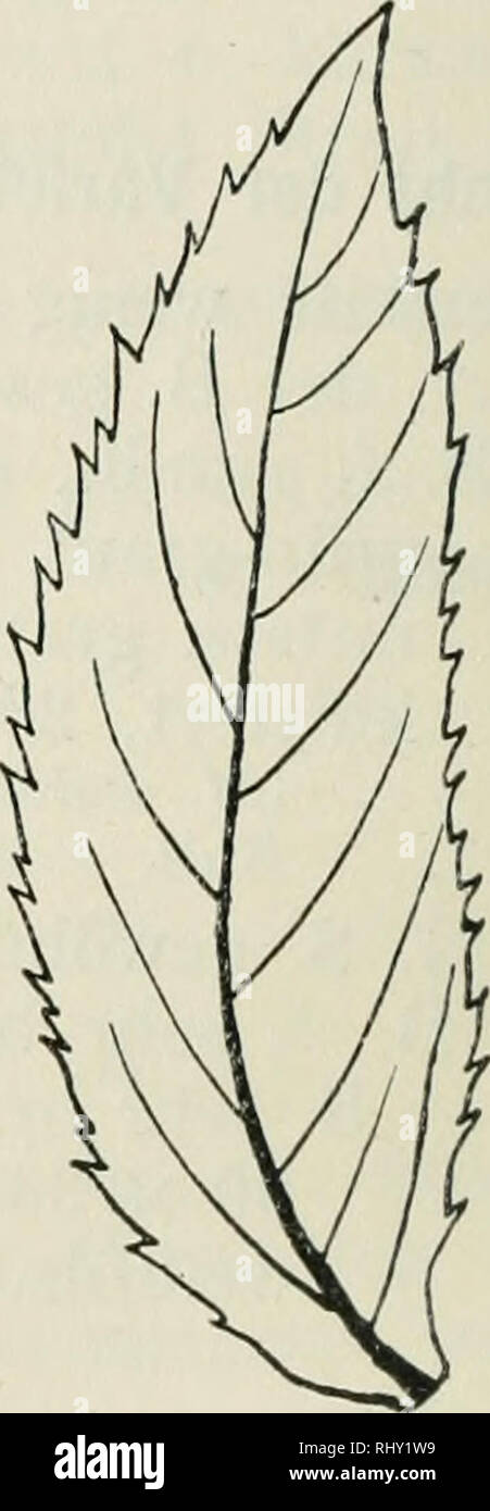 . Beihefte zum botanischen Centralblatt. Pflanzen. Abb. 5. Abb. 6. Abb. 5. M. longifolia Hds. d Var. horridula Bq. (Auth.). Abb. 6. M. longifolia Hds. f Div. Laggeri (D. D.) w. Niederederi Top. B. Br. Iztt. o. Iztt. IgL, zugesp, mit "Zieml. Konv. R., obsts. verkahl. u. grün, imtsts. weißfilz. o. weißgrau-Filz. 70 - 80 - 100 X 27 - 30 - 35 (40) mm. Pfl. biz-im-h., auch im Stat. cinereus: d Var. horridula Bq. {M. candicans Crtz. s. Pte., M. serru-lata Op. s. Pte.) Oberöst., Niederöst., Steiermark, Böhmen, Frankreich. Eine M. horridula im Wiener Hofmuseum, von Bq. Bestimmt, zeigt B. ganzs mit dicht gedr Stockfoto