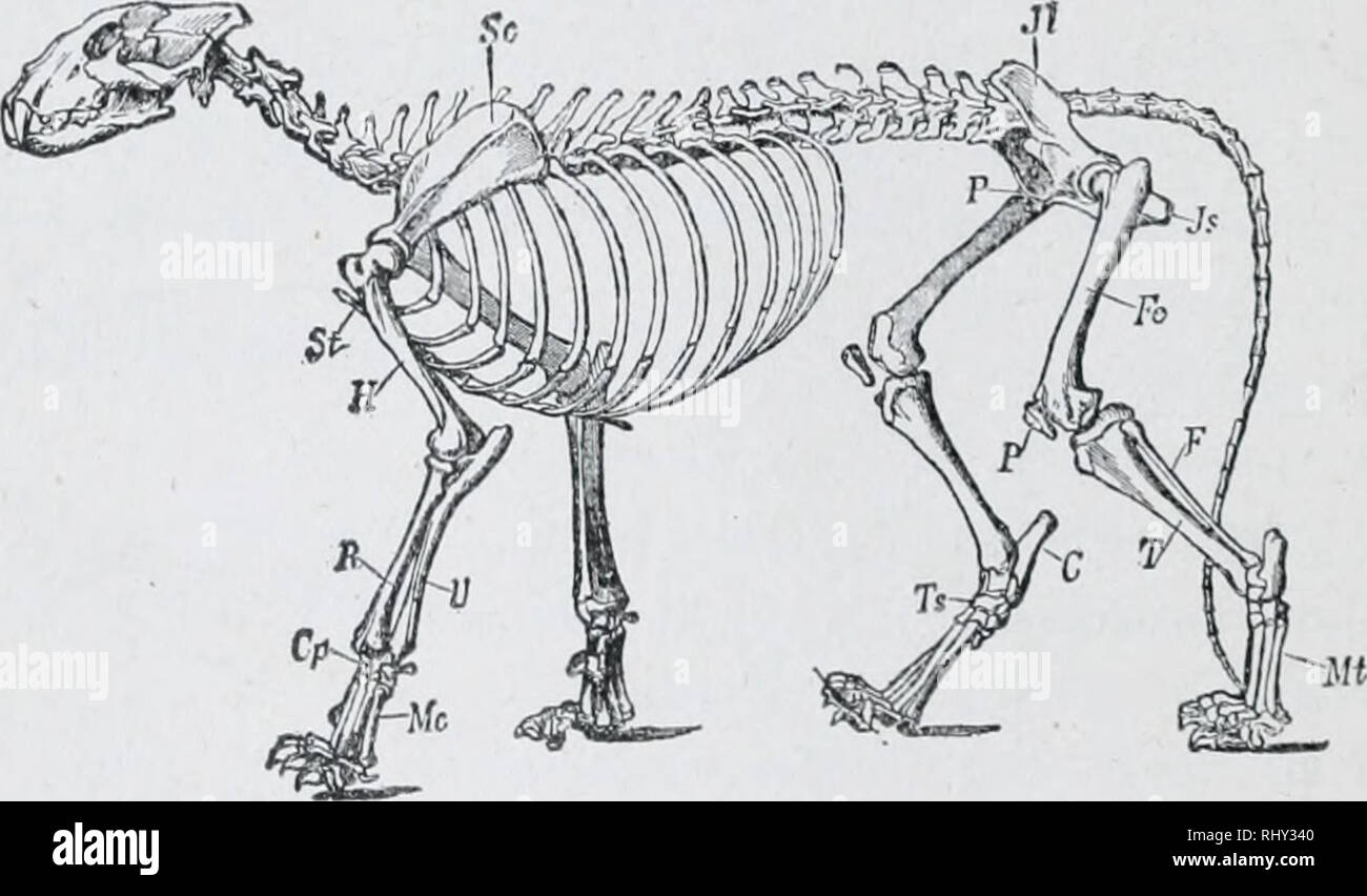 Anfanger Zoologie Zoologie 190 Anfanger Zoologie Gezeigt Wenn Die Kuh Eingestuft Wurde S 9 Ihre Fursorge Fur Die Jugendlichen Ihre Intelligenz Und Ihre Fahigkeit Zu Uberleben Wenn Sie In Konkurrenz Mit
