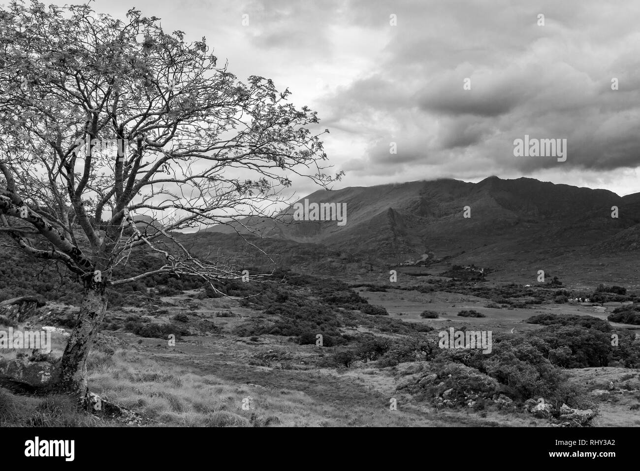 Einzelbaum in den Bergen am Ring of Kerry, Irland (Schwarzweiß) Stockfoto