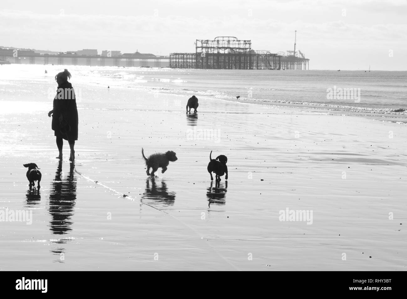 Eine Frau wenige Hunde auf Brighton Strand bei Ebbe Stockfoto