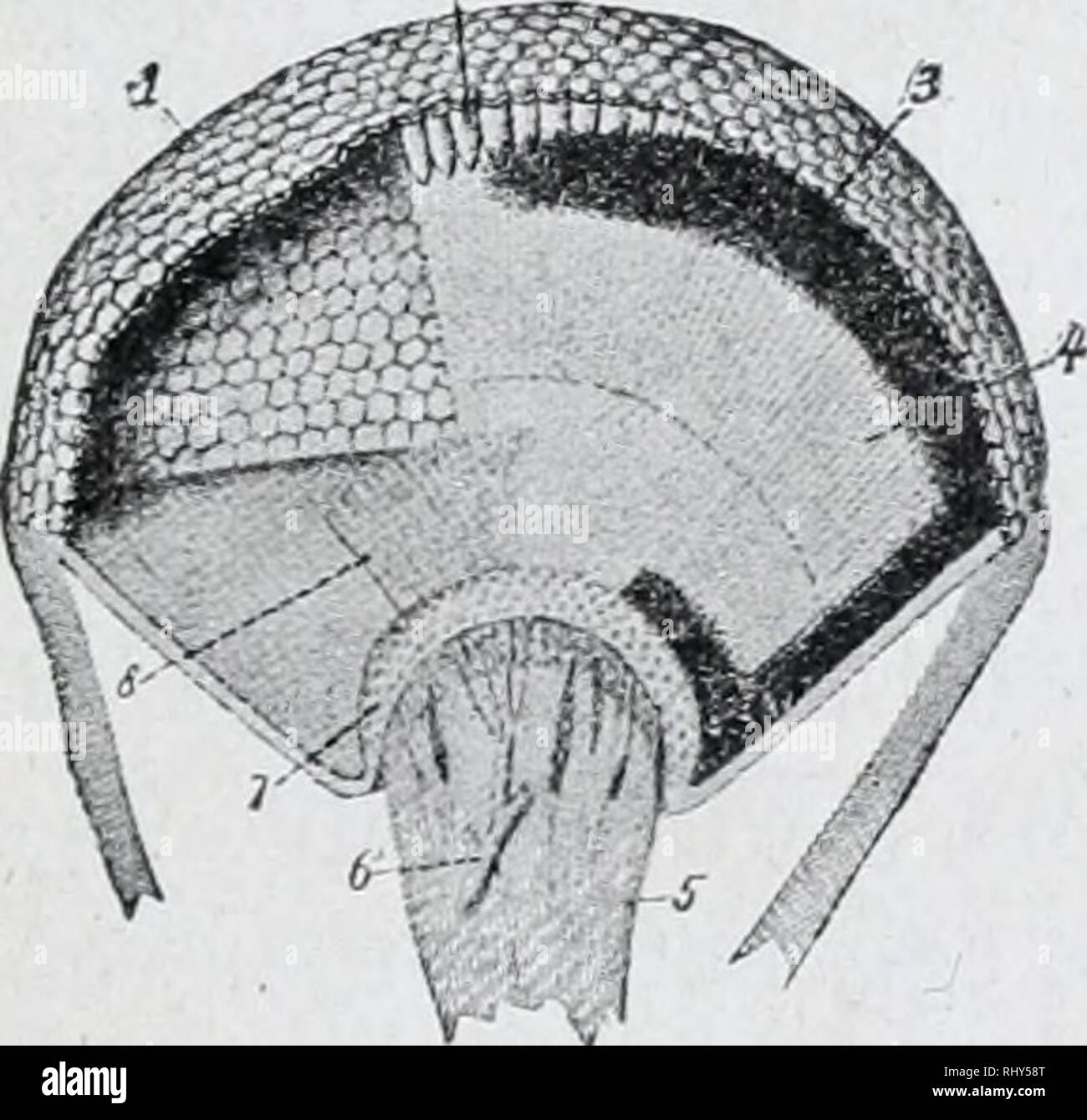 Anfänger Zoologie. Zoologie. Fio. 134. - Schema der einfachen Auge von  Insekt. L, Objektiv; EIN'', Sehnerv. Anblick arc Bic^ hly entwickelt und  bestehen aus zwei zusammengesetzten Augen auf der Seite des
