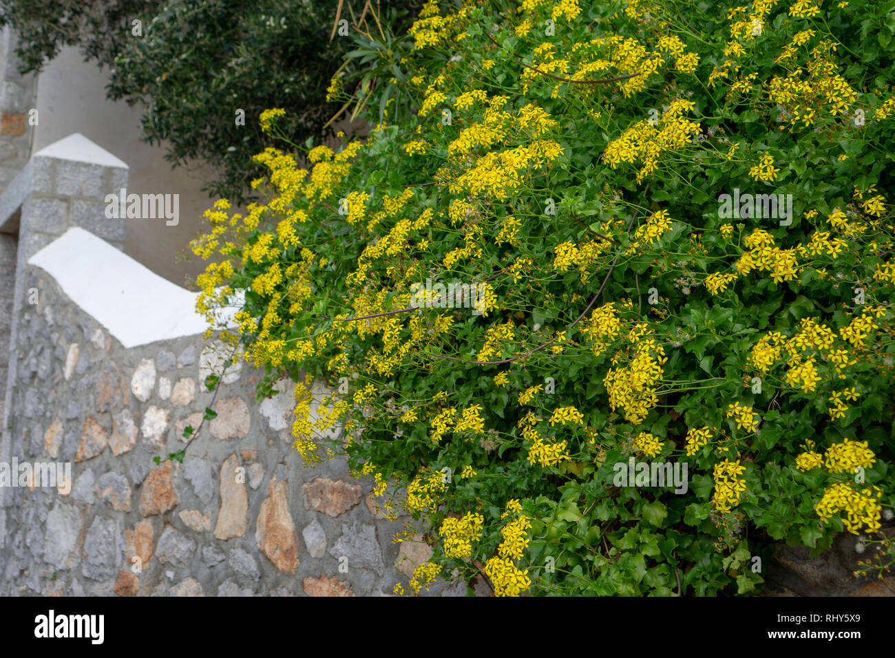 Hydra war Leonard Cohen's Griechische Insel zurückziehen. Es inspirierte die Künstlerin "Tage der Güte" zu schreiben über seine Freundin und Muse Marianne Ihlen. Stockfoto