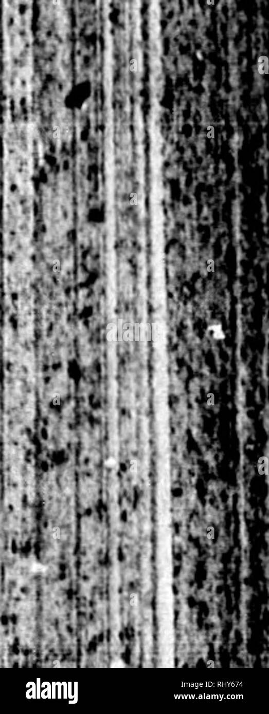 . Die Naturgeschichte der Vögel [microform]: Aus dem Französischen von Graf de Buffon. Ornithologie; Vögel; Ornithologie; Oiseaux. fmaller. Bitte beachten Sie, dass diese Bilder sind von der gescannten Seite Bilder, die digital für die Lesbarkeit verbessert haben mögen - Färbung und Aussehen dieser Abbildungen können nicht perfekt dem Original ähneln. extrahiert. Buffon, Georges Louis Leclerc, comte de, 1707-1788. London: Gedruckt für A. Strachan und T. Cadell in der Faser, und J. Murray. .. Stockfoto