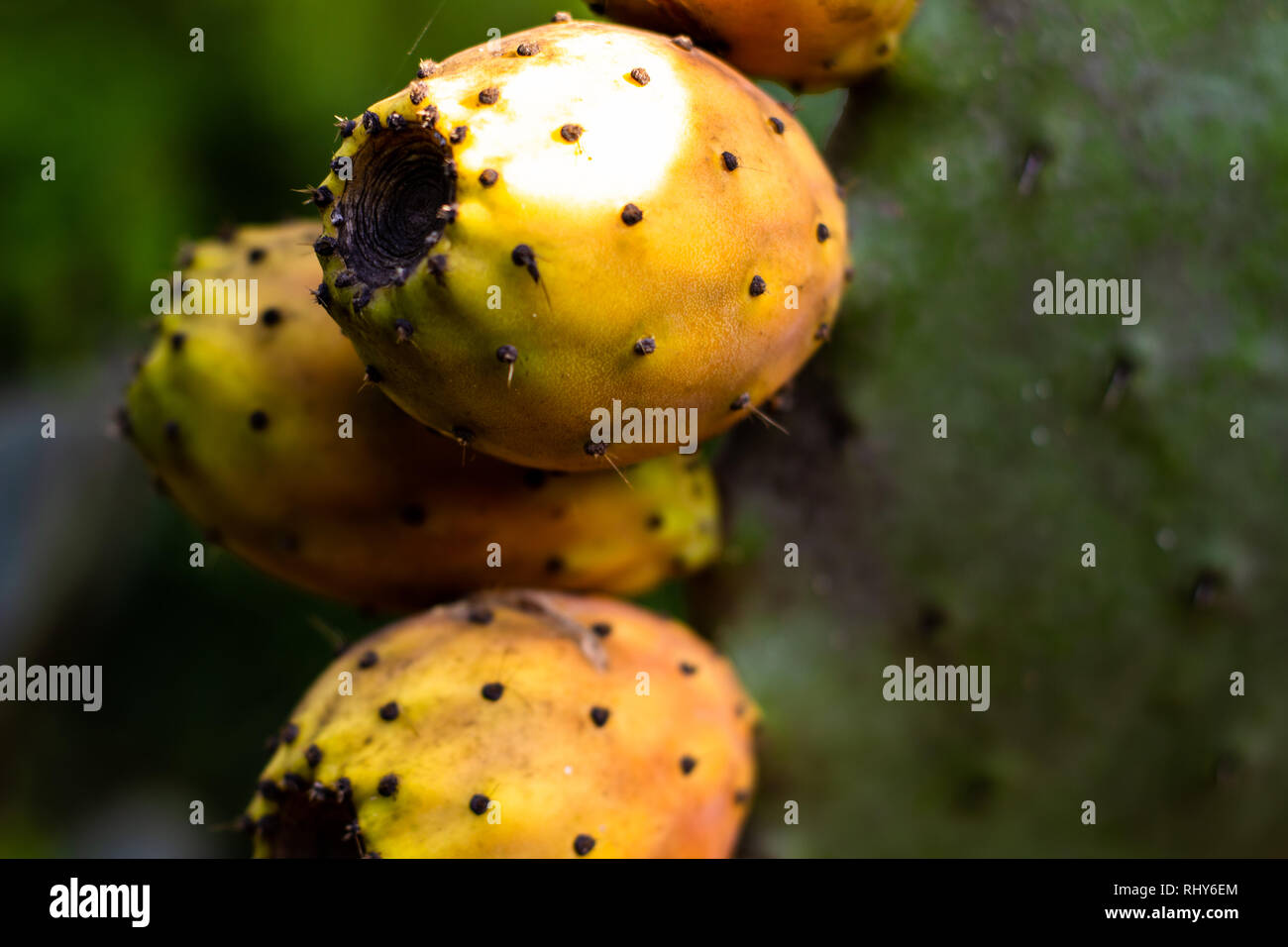 Genießbare Feigenkakteen. Obst mit Dornen der cactacea Anlage. Essbare Pflanze Stockfoto