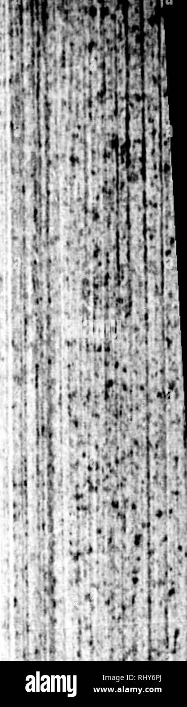 . Die Naturgeschichte der Vögel [microform]: Aus dem Französischen von Graf de Buffon. Ornithologie; Vögel; Ornithologie; Oiseaux. Beine^; f seine Ta-nur zwei französische ng Vogel * e An den Vogel. rds refem genannt - icckks auf dely von e Schwanz und oft wo als vier rd der nur elf aous; er Fays lang. DorÂ "^le Zehen? Brif - [aft ist sicherlich id entsprechend TPIE FRANZÖSISCHE MOCKING BIRD. 287 Zoll. Seine fize ist iiitermcdbte zwischen der des Mifiel und die wacholderdrossel. Seine Augen sind yel-low, ihren Gesetzentwurf blackifli, seine Beine braun, und der obere Teil des Körpers eines Fuchses Farbe, aber mit einer Mischung aus Brow Stockfoto