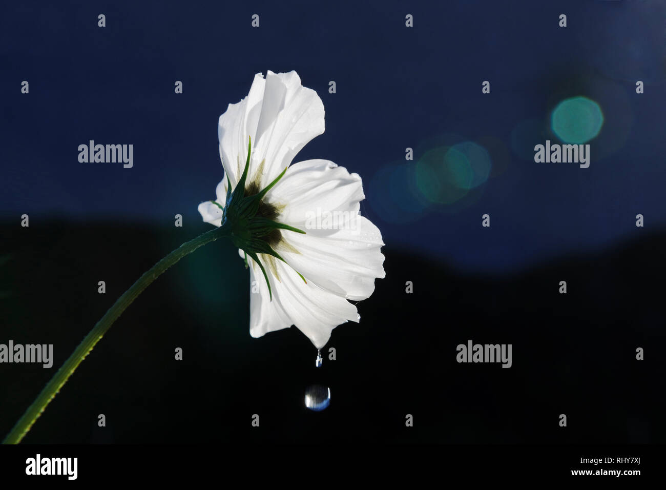 Weiß cosmos Blume, hinterleuchtet, mit Wassertropfen fallen von Blütenblättern. Kamera flare schlägt vor Licht, flwer in Wasser gedreht wird. Am frühen Morgen af Stockfoto