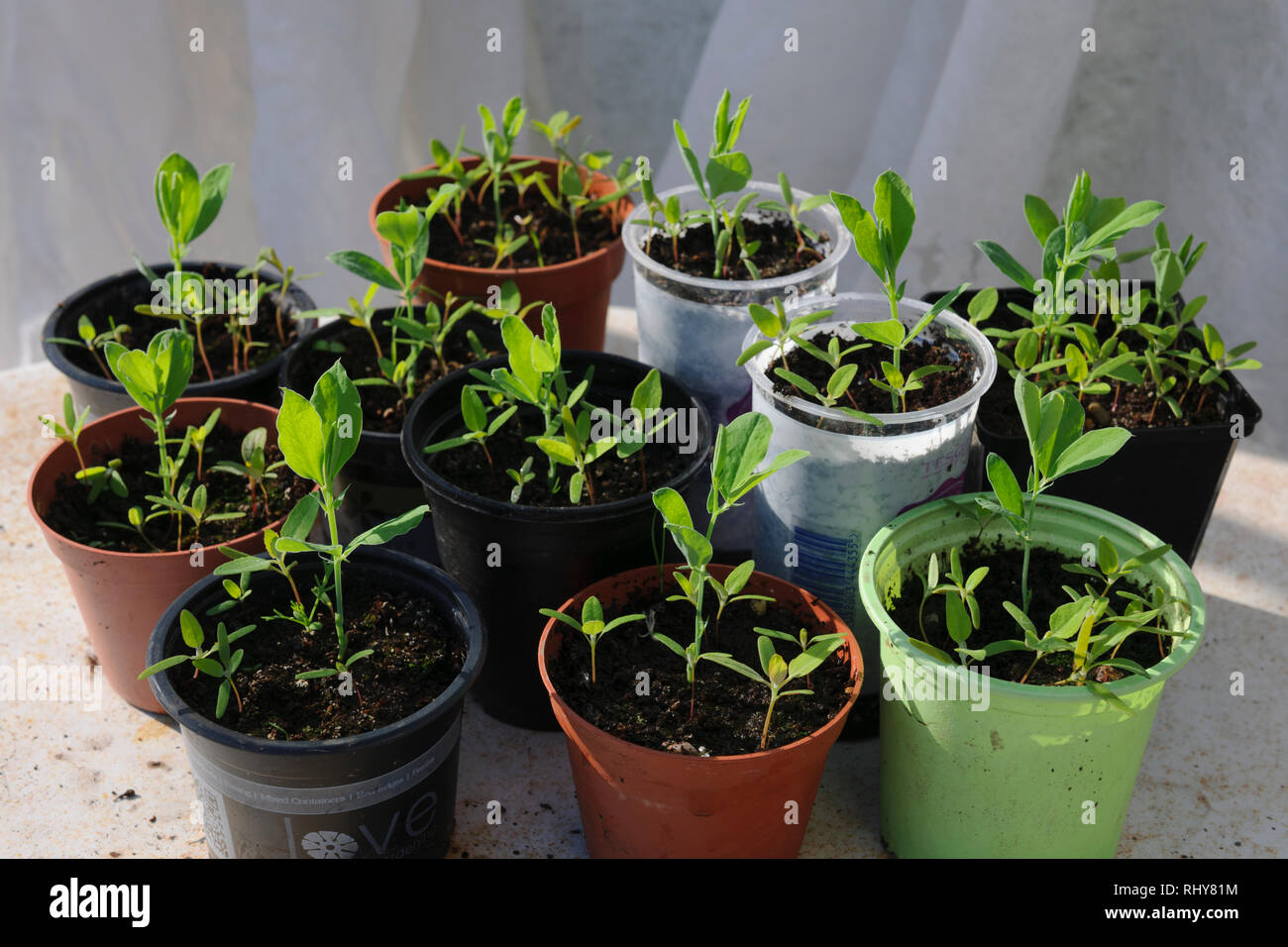 Unkraut wächst im sonnenschein -Fotos und -Bildmaterial in hoher Auflösung  – Alamy