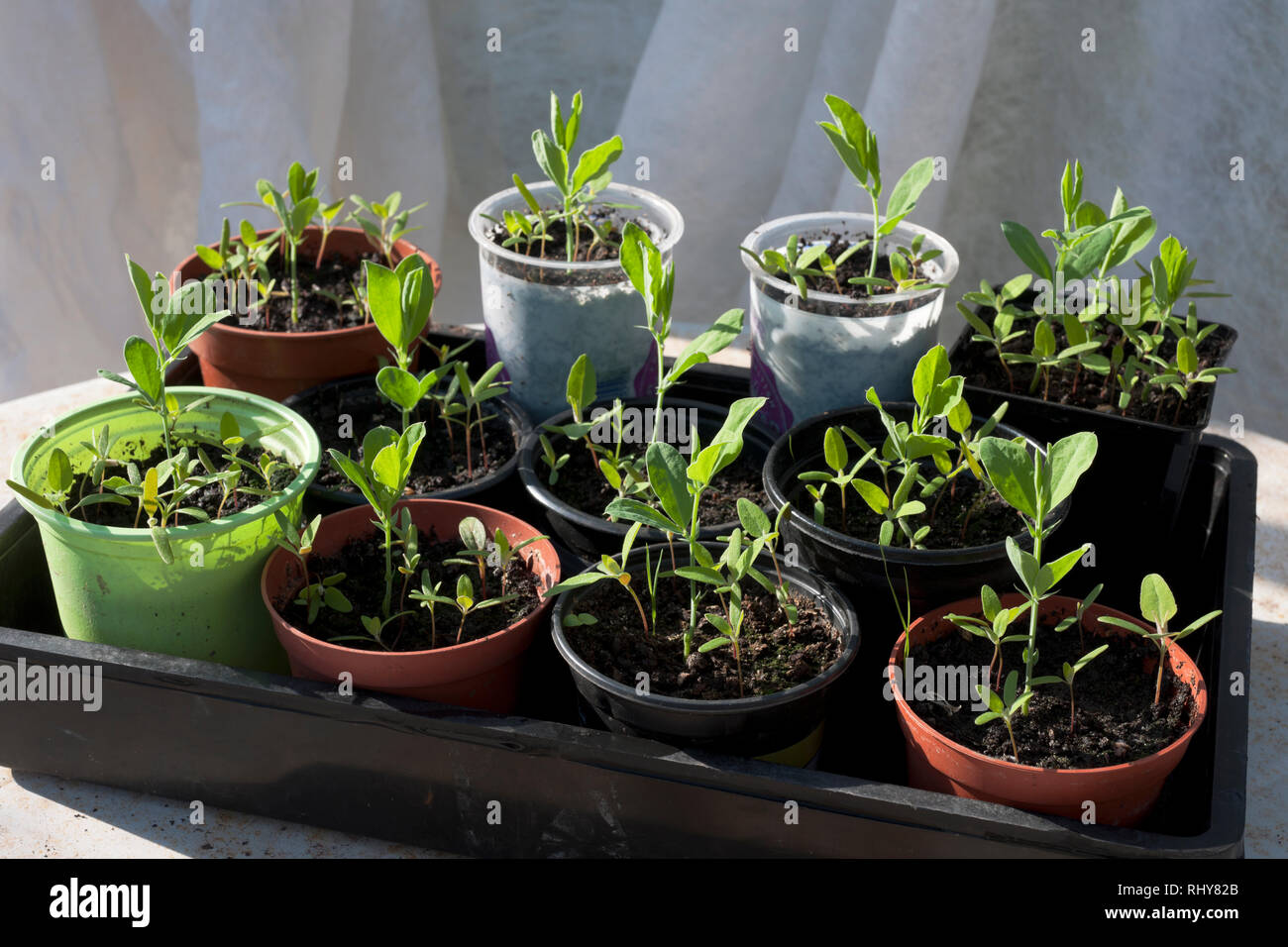 Sweet pea Sämlinge wachsen in Billig weedy kommerziellen Anbau Medien (Blumenerde, Kompost). Stockfoto