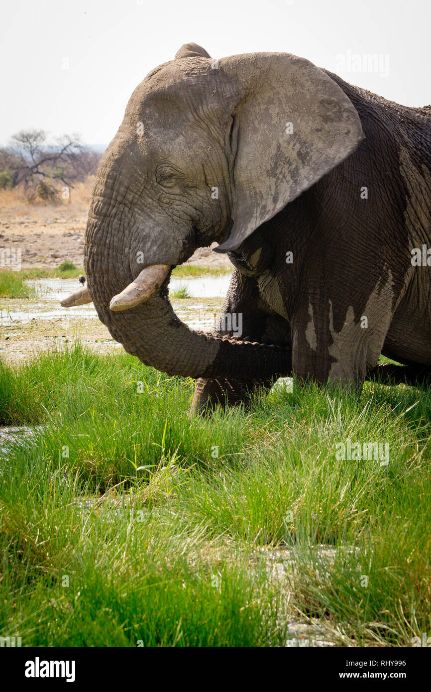 Eine eindrucksvolle männliche Elefanten im Etosha National Park Stockfoto