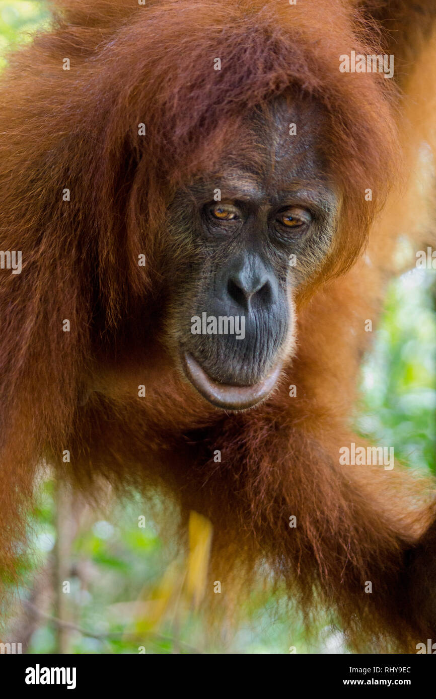 Ein Orang-utan in den Wäldern von Bukit Lawang auf Sumatra Stockfoto