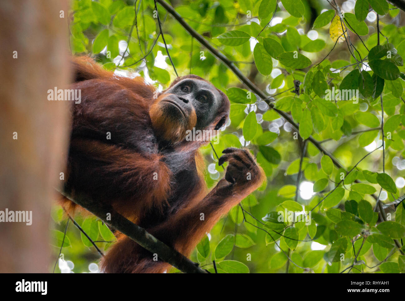 Ein Orang-utan in den Wäldern von Ketambe auf Sumatra Stockfoto