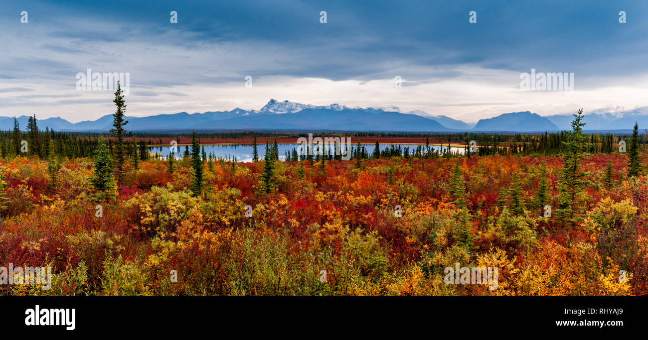 Herbst Farben entlang Nabesna Road in Wrangell-St. Elias National Park erfasst Stockfoto