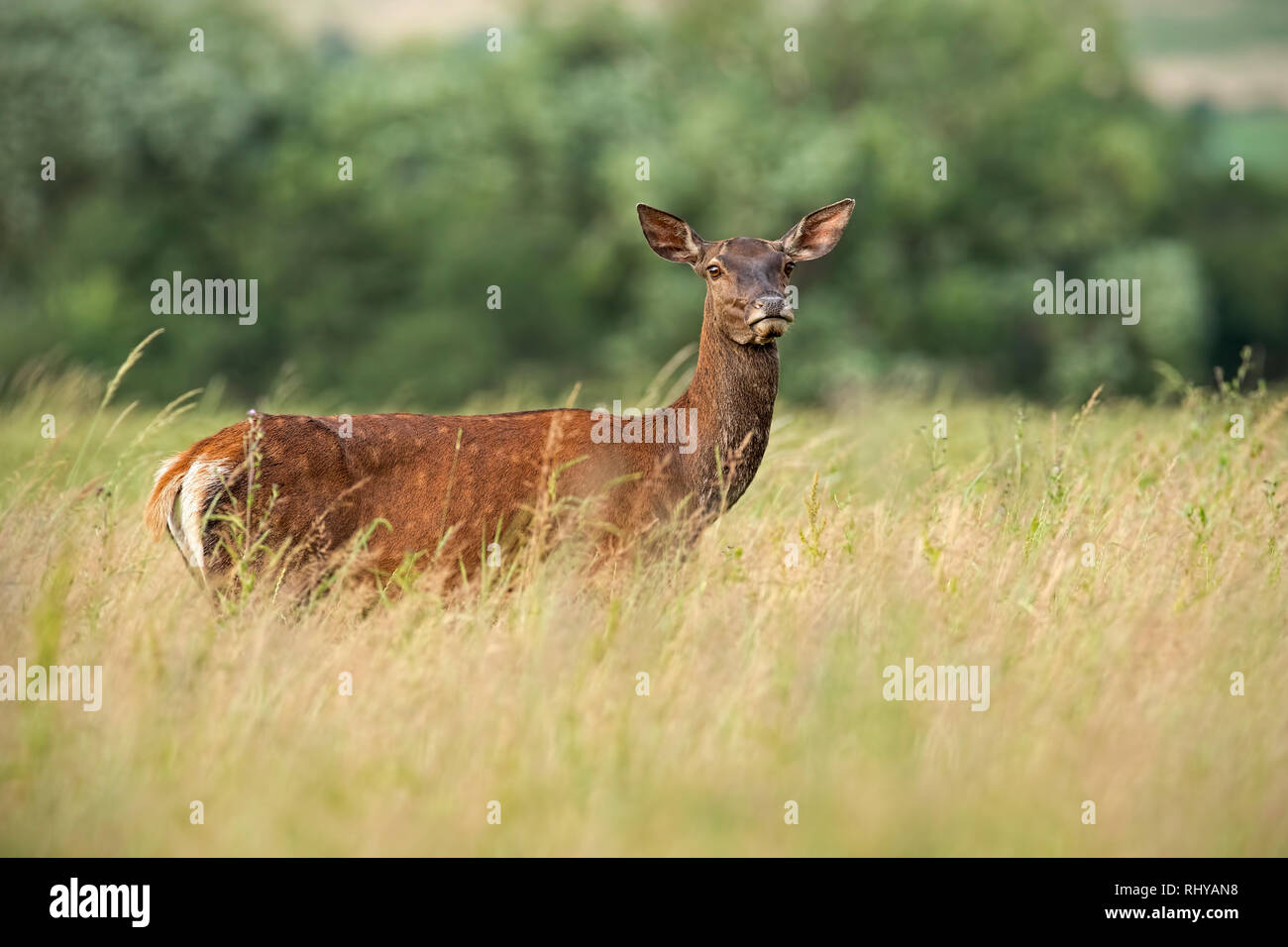 Red deer Hind im hohen Gras im Sommer Stockfoto