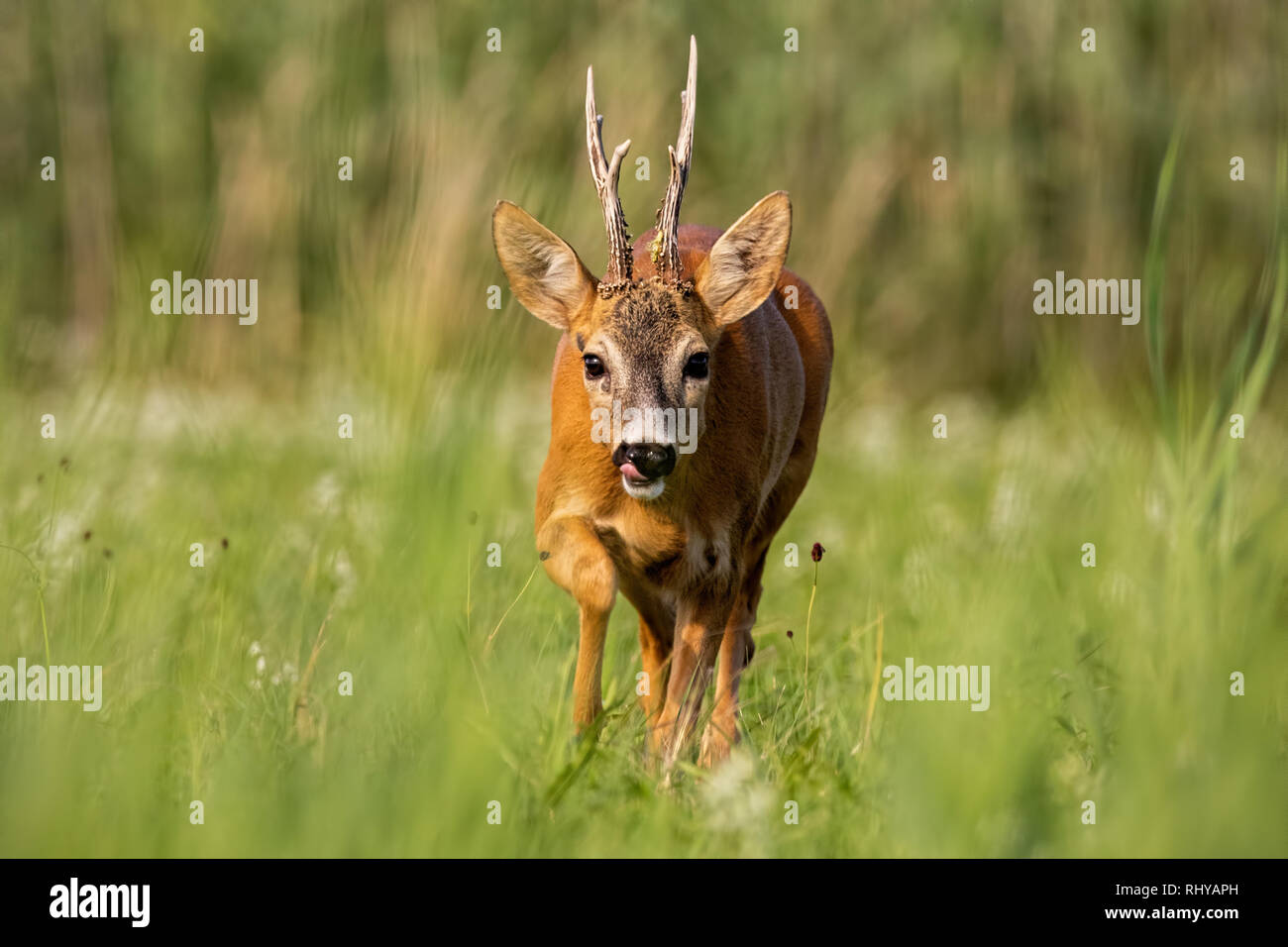 Rehe buck vorwärts laufen im Sommer Stockfoto