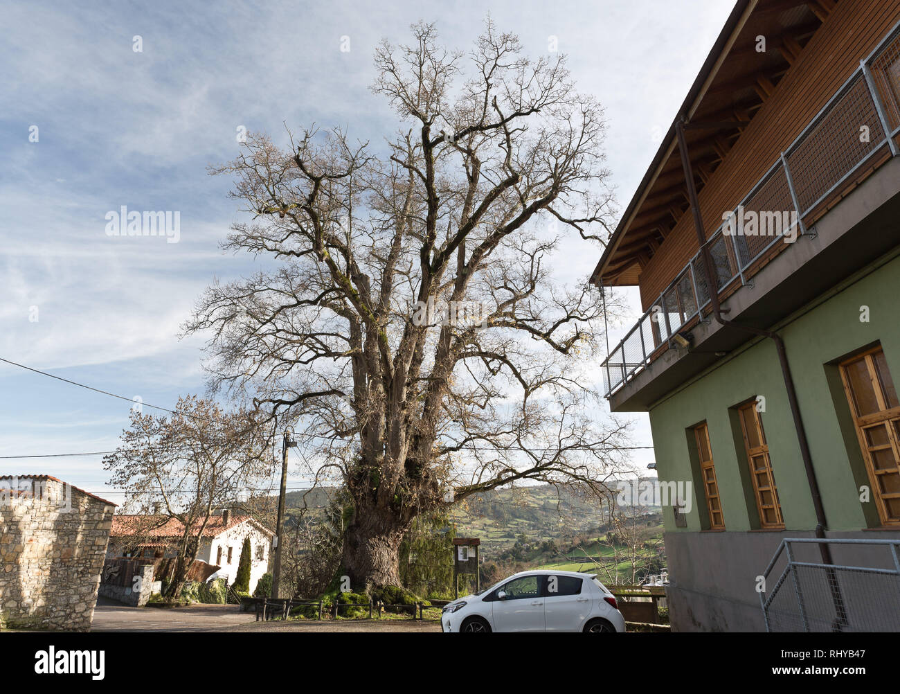 Die Carvanón de Lavandera ist eine 000 Jahre alte Eiche an der Kirche von San Julián, aus dem 18. Jahrhundert an der Stelle des Tueya, Lavandera Stockfoto