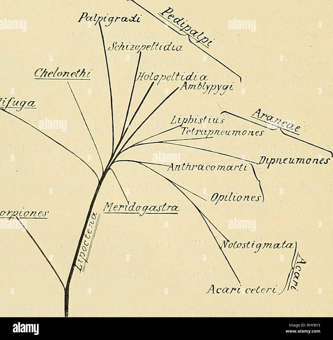 . Beiträge zur Morphologie der Arthropoden. I. Ein Beitrag zur Kenntnis der Pedipalpen. Peitsche scorpions. 156 - nach hinten verschoben. Tracheen (bei CryptostemmaY). Telson fehlt. Praegenitalsegment (als solches) stets, bisweilen auch das eigentliche Genitalsegment (opiliones) rückgebildet. 4. Ordnung: "Alerid ogastra Thor. 5. Ordnung: Anthracomarti Karsch (Fossil). 6. Ordnung: opiliones Sundv. 7. Ordnung: Acarina Nitzsch. 2. Kapite: Haplocnemata mihi. (AjrXovg = einfach, xvfjfit] - Schienbein, Tibia). Patella fehlt allen Beinen, d. h. Tibia stets Eingliedrig. Sterben Nummern-oper Ordnungen of this Sektion Stockfoto