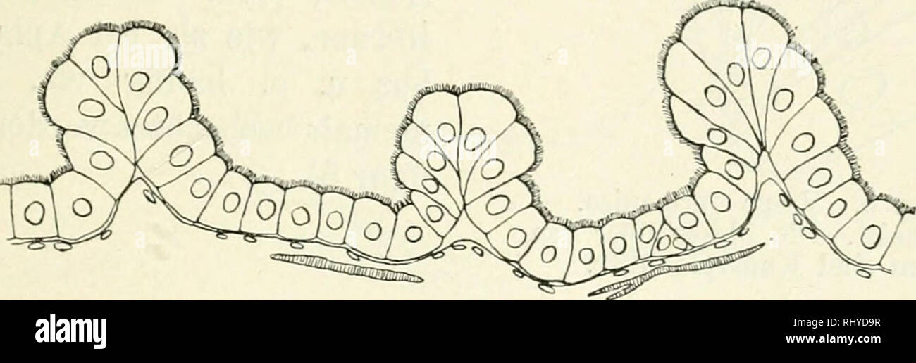 . Beiträge zur Kenntnis der Histologie und Funktion des Hymenopterendarmes. Beiträge zur Kenntnis d. Histologie u. Funktion d. Hymenopterendarmes. 7 Bei den Andrenen (A. carbonaria, fiüva, flessae) entspricht der starken Ringelung-des Mitteldarmes sterben regelmäßige Struktur des Epithels. Die Krypten sind ringförmig angeordnet. Der Höhepunkt von Regelmäßigkeit wird aber erst bei Halictus rubicundus (H.) erreicht. Click Language ganz gleichmäßig durch den gesamten Mitteldarm sterben Kryptenringe mit den Randzellenwülsten, und es resultieren hieraus reizvollen Bilder, von denen Textfigur 2 Löwen Vor sterben Stockfoto
