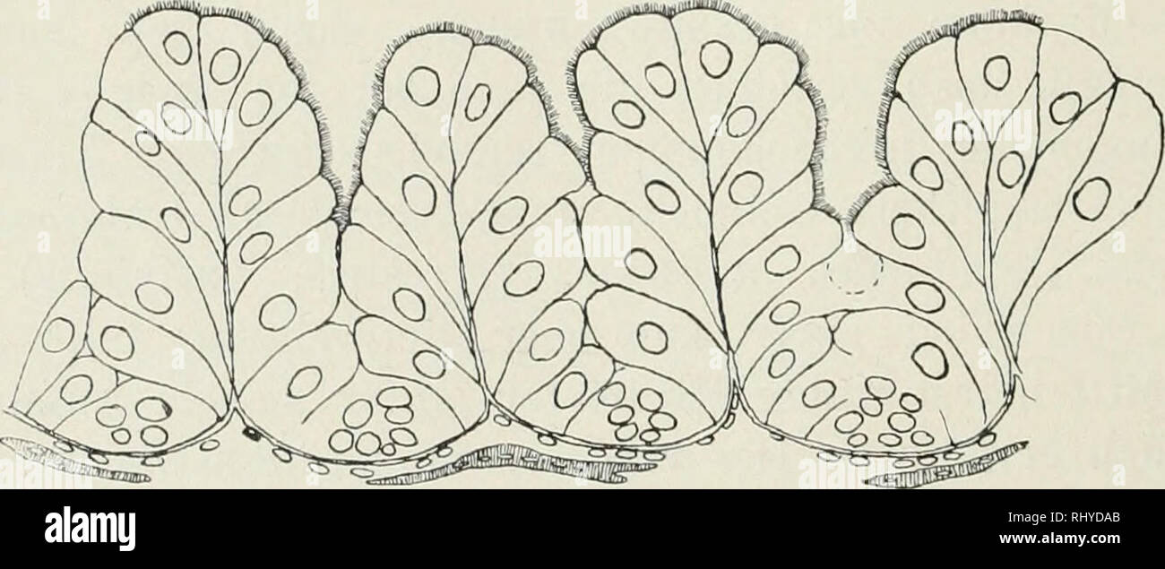 . Beiträge zur Kenntnis der Histologie und Funktion des Hymenopterendarmes. ungemein regelmä SSiger-Struktur. Sterben 1746-1759 ringförmig angeordneten Kryp-ten liegen genau im Grunde der tiefen faltet. In dem hin-teren, dickeren Ab-schnitt des Mittel-darmes ist Sterben Rin-gelung und auch die Anordnung der Krypten unregel-Textfig. 1. Bombus terrestris. Inäßioer Mitteldarmepithel. Auffallend ist ferner Sterben verschiedenartige Ausbildung des Epithels bei Weib- chen und Arbeitern. Wählend es bei den Weibchen eine außer-ordentlich reiche Faltelung aufweist, sterben, sterben reichste überhaupt bei den untersuch Stockfoto