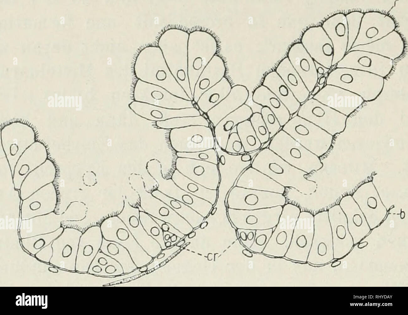 . Beiträge zur Kenntnis der Histologie und Funktion des Hymenopterendarmes. Kurt Loele.. ungemein regelmä SSiger-Struktur. Sterben 1746-1759 ringförmig angeordneten Kryp-ten liegen genau im Grunde der tiefen faltet. In dem hin-teren, dickeren Ab-schnitt des Mittel-darmes ist Sterben Rin-gelung und auch die Anordnung der Krypten unregel-Textfig. 1. Bombus terrestris. Inäßioer Mitteldarmepithel. Auffallend ist ferner Sterben verschiedenartige Ausbildung des Epithels bei Weib- chen und Arbeitern. Wählend es bei den Weibchen eine außer-ordentlich reiche Faltelung aufweist, die reichste, überhaupt bei sterben Stockfoto