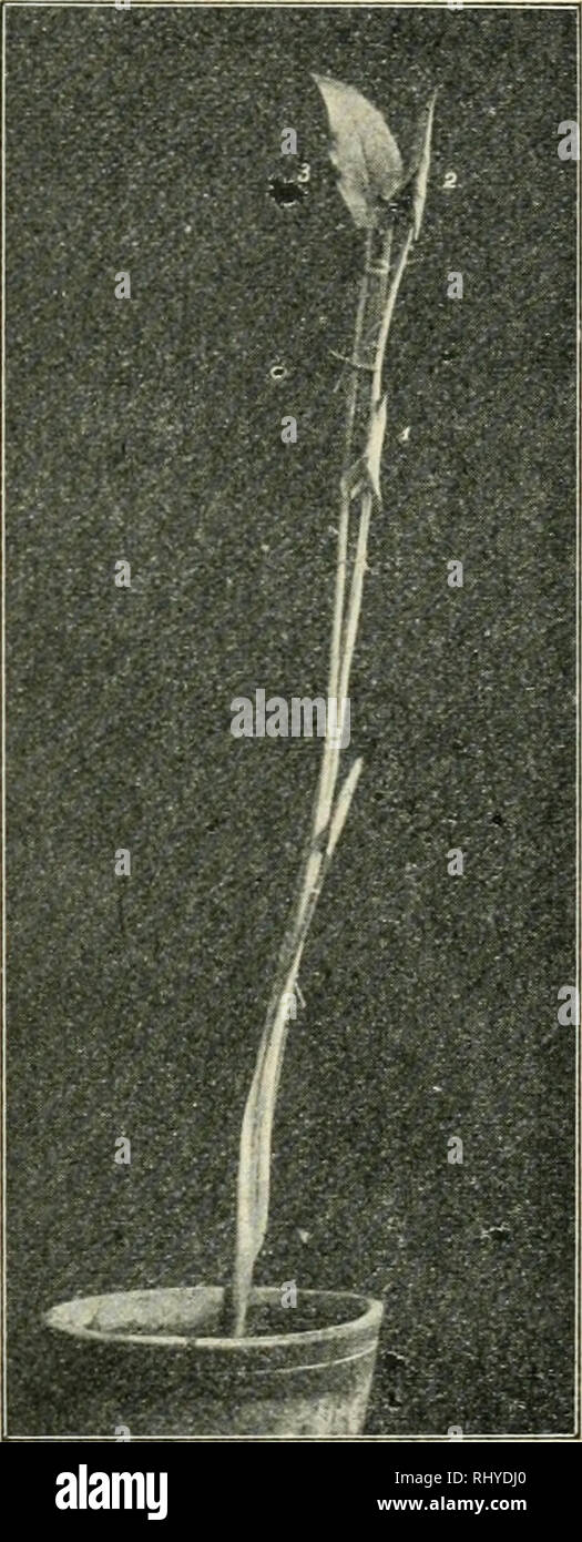 . Beitrge zur Biologie der Pflanzen. Pflanzenphysiologie; Pflanzen. 389 sprochenen Blättern beobachtet habe, nämlich, daß etiolierte Blätter von einem gewissen Alter wohl noch zu evgrünen vermochten, ohne sich aber dabei zu entfalten oder gar Weiterzuwachsen, und andere noch ältere auch nicht Lichtblick mehr ergrünen konnten. So stellt Abb. 55 eine Pflanze. von Arum dar, sterben 53 Tage im Dunkeln ge-standen hatte. Sie hat drei Blätter, sterben zur Zeit des Beleuchtungswechels bereits alle drei das Wachstum eingestellt hatten. Das erste Blatt hielt sich 16 Tage voll-kommen unverändert am Licht. Am 17. begann Stockfoto