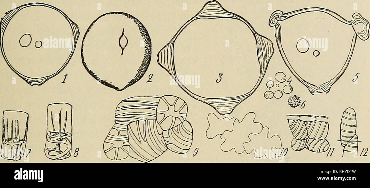 . Beihefte zum botanischen Centralblatt. Pflanzen. Denis, Monographie des Eleagnacees. 323 E. angustifolia; ß) ovoide, 3 Pni; dans Teau, spherique avec trois Bandes etroites, sur Celles-ci De papilles: H. rhamnoides". Nous ferons remarquer que nos Beobachtungen ne concordent pas Exacte -. Abb. 105. Pollen des elaeagnus - 1 - 2, E.; 3 pungens, Getreide de Pollen de VE. mulüflora avec 4 Poren; 4, Körner d'amidon; 6, corpuscule Mineral de VE. mulüflora; 5, Getreide de Pollen de VE. hortensis commencant ä Germer; Gr. 180; 7-8, cellules de l'assise mecanique de VE. Umbellata ssp. Parvifolia, melange Stockfoto