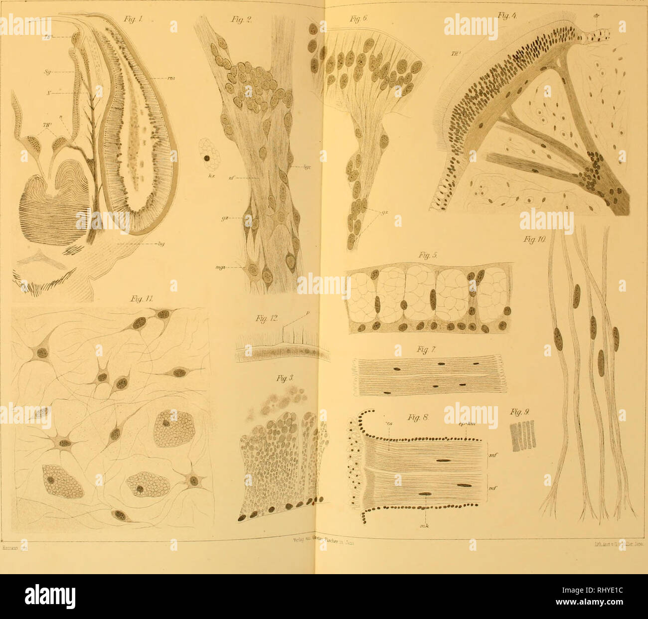 . Beiträge zur Histologie der Echinodermen... Stachelhäuter. . Bitte beachten Sie, dass diese Bilder sind von der gescannten Seite Bilder, die digital für die Lesbarkeit verbessert haben mögen - Färbung und Aussehen dieser Abbildungen können nicht perfekt dem Original ähneln. extrahiert. Hamann, Otto, 1857-1925. Jena, Fischer G. Stockfoto