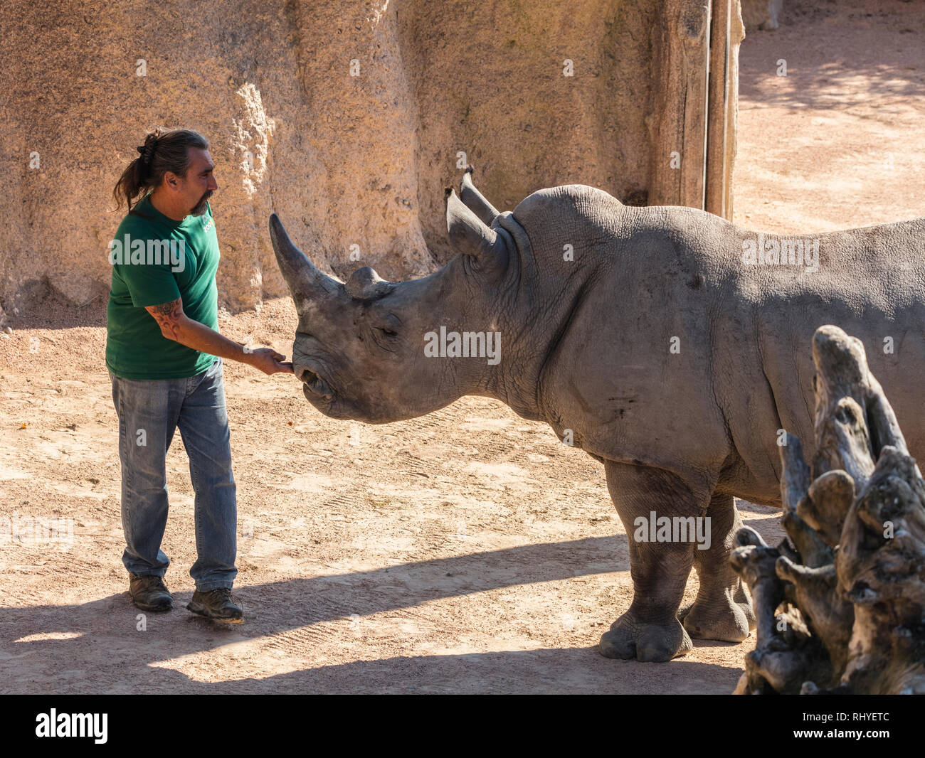Cumiana, Italien - 27 September 2018: Zookeeper Fütterung Nashörner (Rhinocerotidae), Familie: Rhinocerotidae). Stockfoto