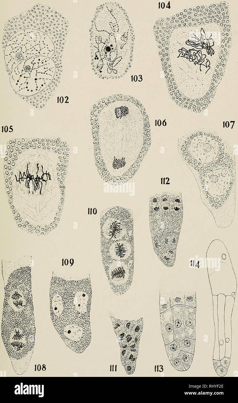 . Beihefte zum botanischen Centralblatt. Pflanzen. Beihefte zürn Botanischen Centralblatt Bd. 1, Bl. XXV. Abt. I. Platte XVII. '^-c c-^^^ J? O C. George E. Nichols. Verlag von C. Heinrich, Dresden-N.. Bitte beachten Sie, dass diese Bilder sind von der gescannten Seite Bilder, die digital für die Lesbarkeit verbessert haben mögen - Färbung und Aussehen dieser Abbildungen können nicht perfekt dem Original ähneln. extrahiert. Leipzig: Verlag von G. Thiem Stockfoto