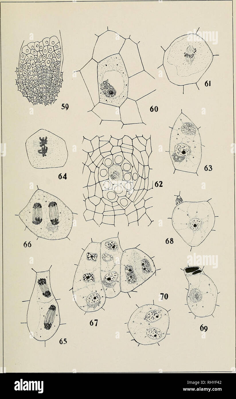 . Beihefte zum botanischen Centralblatt. Pflanzen. Beihefte zum Botanischen Centmlblatt Bd. 1, Bl. XXV. Abt. I. Platte XIII. George E. Nichols. Verlag von C. Heinrich, Dresden-N.. Bitte beachten Sie, dass diese Bilder sind von der gescannten Seite Bilder, die digital für die Lesbarkeit verbessert haben mögen - Färbung und Aussehen dieser Abbildungen können nicht perfekt dem Original ähneln. extrahiert. Leipzig: Verlag von G. Thiem Stockfoto