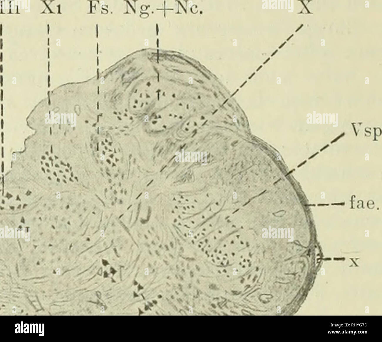 . Beitrag zur vergleichenden Anatomie der Wirbeltiere der Medulla oblongata, speciell mit RuÌcksicht in sterben Medulla oblongata der Pinnipedier... Â 18Â (Fasciculus solitarius). SpinalwÃ¤rts-ist-of this Strang- schmÃ¤chtig und Balatonfüred im ventralen Teil des mÃ¤chtig entwickelten Burdach'schen Kerns, ähm SPÖ¤ter medial vvÃ¤rts dem sensiblen Endkern des Vagoaccessoriuskerns nÃ¤ ihr zu rÃ¼cken. Weiter hinab konnte ich das SolitÃ¤rbÃ¼ndel nicht verfolgen. Auf der ventralen Seite des lateralen und SolitÃ¤rbÃ¼ndels ist graue Substanz angelagert. Besonders um den medialen Rand des BÃ¼ndels herum sieht Stockfoto