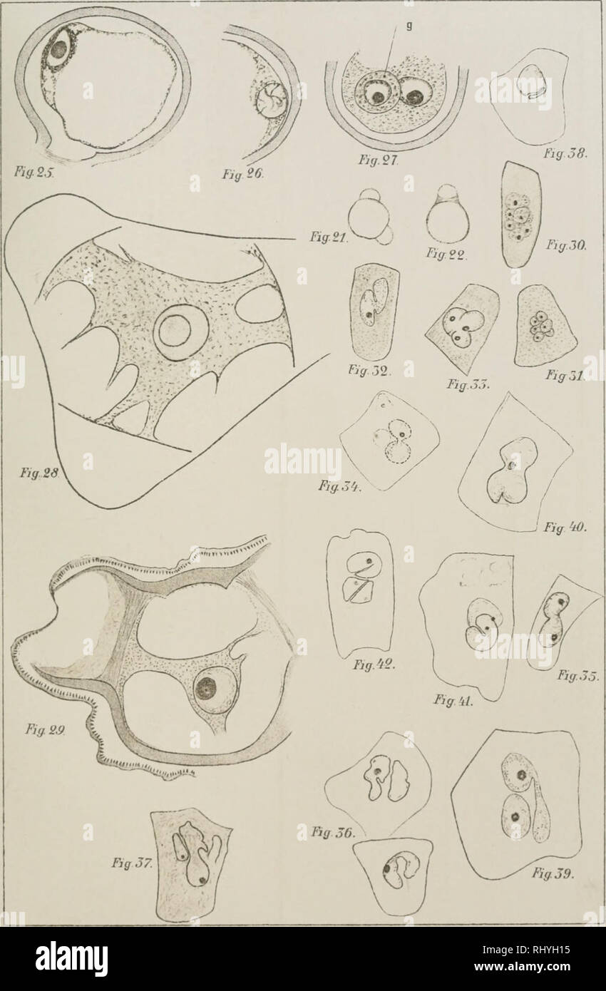 . Beihefte zum botanischen Centralblatt. Pflanzen. ZumButanischpn Centrcdhlaü Beihefte Bd. XIX. Tcif. W.. Bier del. Verlag von Georg l" in hicmo lüip ^. ig Schumann&AMP;C (xK: G Laipzig-R. Bitte beachten Sie, dass diese Bilder sind von der gescannten Seite Bilder, die digital für die Lesbarkeit verbessert haben mögen - Färbung und Aussehen dieser Abbildungen können nicht perfekt dem Original ähneln. extrahiert. Leipzig: Verlag von G. Thiem Stockfoto