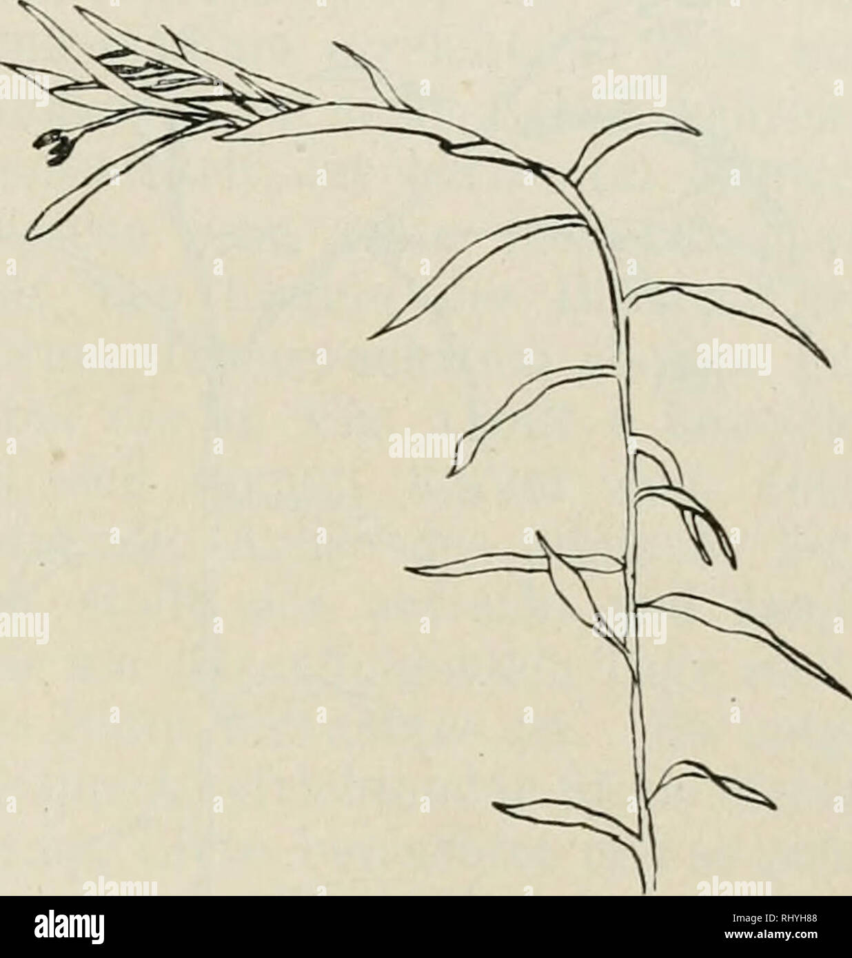 . Beihefte zum botanischen Centralblatt. Pflanzen. Abb. IIa, Abb. 12. Die zweite Phase of this Nutation ein. Der Übergeneigte Gipfel ent-wickelt sich zu einer Blütenstandsachse, aus welcher zahlreiche Ästchen, welche Blütenknospen Gürteltaschen, hervorsprießen. (Abb. 12.) Bis zum Eintritte of this Phase hatte Bestrahlung durch un-gedämpftes Sonnenlicht sterben Wirkung, den übergeneigten Gipfel aufzurichten, Transversalgeotropismus für sterben auch den Dauer der Bestrahlung unwirksam zu machen. Vom Eintritt der zweiten Phase angefangen vermag die Sonnenstrahlung stirbt nicht zu voll-ziehen. Der Gipfel der Leinp Stockfoto