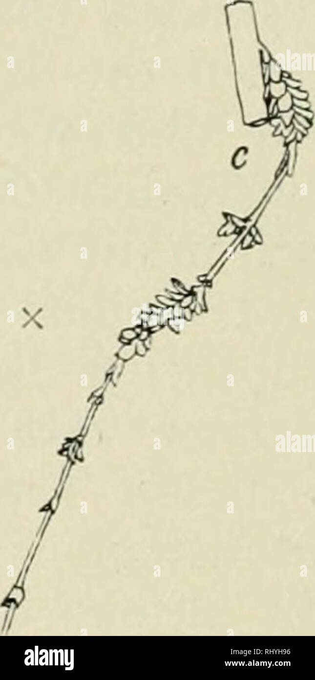 . Beihefte zum botanischen Centralblatt. Pflanzen. 124 Hess, Über sterben Wiichsformen der alpinen Geröllpflanzen. Dauerknospen modalverbs in Polstern, besonders aber in den lockeren, hohen Rasen, wie sie den Granit kennzeichnen, vor-kommen. Abschluß von der Luft oder allzu dichter Humus scheint sie zu töten. Sie bestehen aus wenigen Paaren fleischiger, nicht zusammenschließender Schuppen, den einzigen Niederblatt-bildungen (Abb. 30 b). Die unteren welken oft früh. Wenn this Knospen ausschlagen, Langgliedrige entstehen, aufstrebende, ziemlich starke Zweige mit kleinen, aber oft schon grünen Blätt-ch Stockfoto