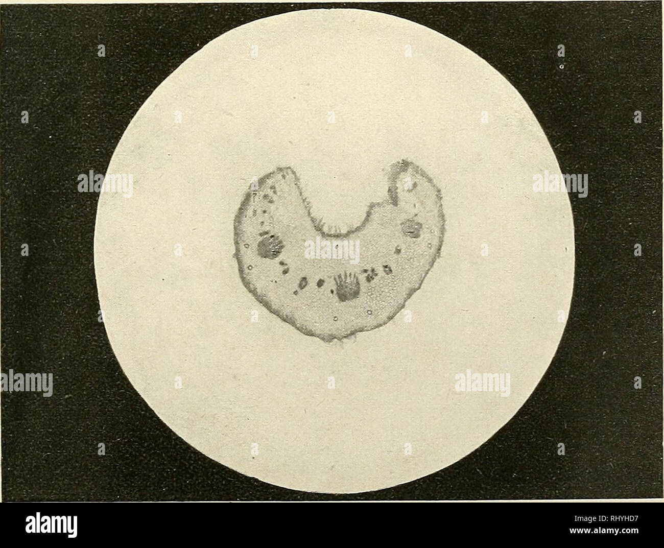 . Beihefte zum botanischen Centralblatt. Pflanzen. Phot. 9. Schnitt durch den Hauptnerv des Blattes bei Internodium 9.. Phot. 10. Blattstiel zu Internodium 18. Schnitt durch die Stielmitte. Eduard Rubel. Verlag von C. Heinrich, Dresden-N.. Bitte beachten Sie, dass diese Bilder sind von der gescannten Seite Bilder, die digital für die Lesbarkeit verbessert haben mögen - Färbung und Aussehen dieser Abbildungen können nicht perfekt dem Original ähneln. extrahiert. Leipzig: Verlag von G. Thiem Stockfoto