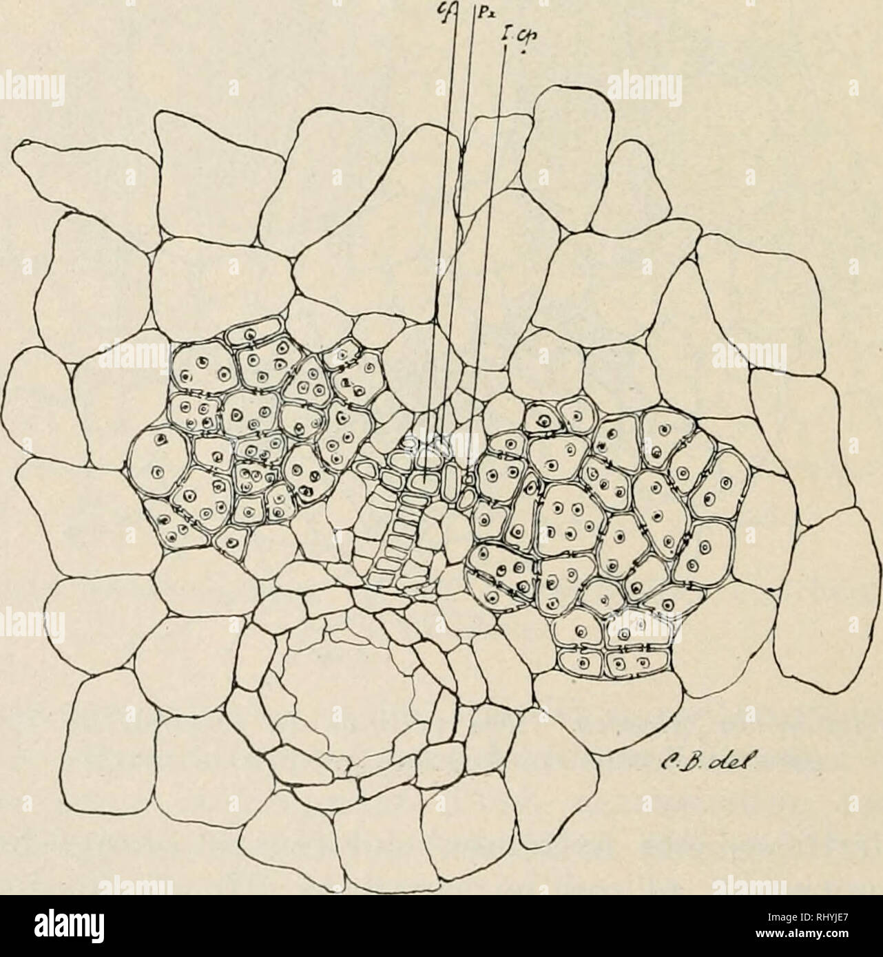 . Beihefte zum botanischen Centralblatt. Pflanzen. /°0 cä^-Abb. 83. Sequoia gigantea. Coupe d'une tige. Cylindre Central. Trace fo-liaire avec lequel fort Cp. n'offre Rien de particulier. Chez les feuilles ägees, le Cen-tripete est plus generalement areole; Les epaississements spirales ou quelquefois Gitternetzen ne se rencontrent plus que Dans quelques. ^ Ji^^ Abb. 84. Sequoia gigantea. Faisceau d'une feuille. Cf Reduit, enorme de-actions de développement du Cp de 2 alles.. Bitte beachten Sie, dass diese Bilder aus gescannten Seite Bilder, die digital für die Lesbarkeit erhöht worden sein können extrahiert werden - Färbung Stockfoto