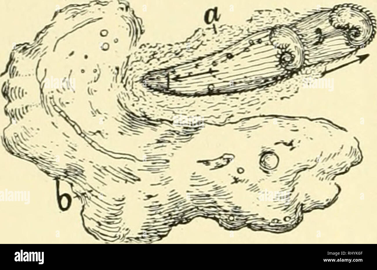 . Verhalten der unteren Organismen. Das Verhalten der Tiere; wirbellose Tiere. 176 DAS VERHALTEN DES UNTEREN ORGANISMEN. Gründlich. Dies kann einige Zeit dauern, dann das Tier kann die Trümmer verlassen und wieder schwimmen. Andere Haufen von Schutt oder die sur-Gesichter der Feststoffe werden auf die gleiche Weise erkundet. Endlich, nach zehn oder zwanzig Minuten oder mehr, eine dieser für die Bildung einer neuen Tube ausgewählt ist. Es kann angesehen werden, dass bereits die stentor bewegt sich über eine zähflüssige Schleim se ist - creted über die Oberfläche des Körpers. Zu diesem Schleim Schmutzpartikel haften und sind gezogene hinter dem Schwimmbad Tier. In einer bestimmten Region, p Stockfoto