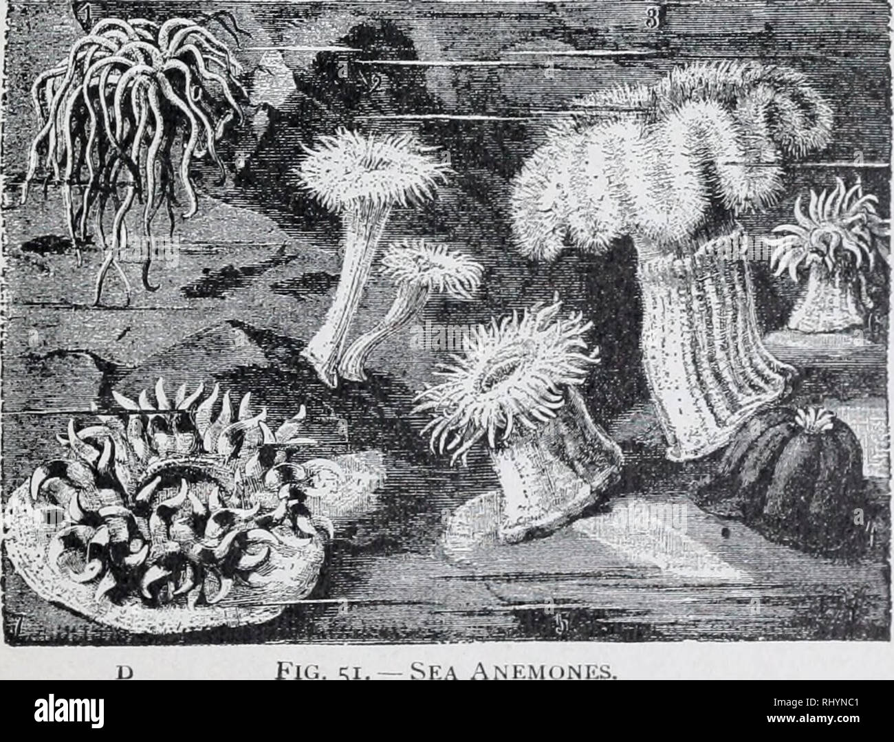 . Anfänger Zoologie. Zoologie. Die Seeanemone, wie die Coral Polyp, Leben im Meer, aber wie der Süßwasser-Hydra, er zahlt keine Kalkigen s7 ipport für seinen Körper. Die Anemone ist viel größer als die Hydra und die meisten korallenpolypen, viele spe-c i e s a t eine Höhe von mehreren Zoll. Es Nicht colo-Nies. Wenn seine Arme sind gezeichnet, es sieht aus wie ein großer Knopf der glänzenden aber undurchsichtig Gelee. Polypen verwendet zoophytes {Anlage - Tiere genannt zu werden), die aufgrund ihrer Blüte Aussehen (Abbn. 50, 51). Abb. 49. - Aufrecht schnitt durch Coral polyp X 4. ms, Mund;&gt; "r, Speiseröhre, h, h, fleischige Partiti Stockfoto
