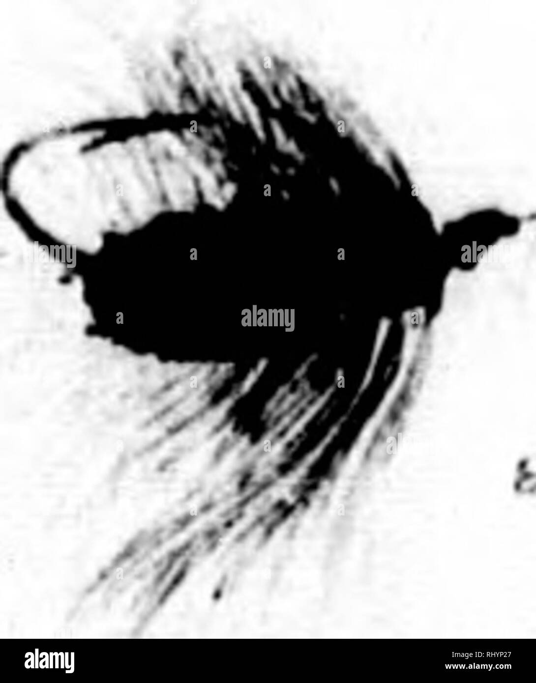 . Frank Förster Fisch und Fischerei der Vereinigten Staaten und des Britischen Provinzen Nordamerika [microform] dargestellt aus der Natur durch den Autor. Angeln; Fischen; Pêche sportive; Poissons. Ich. ^ M. Bitte beachten Sie, dass diese Bilder sind von der gescannten Seite Bilder, die digital für die Lesbarkeit verbessert haben mögen - Färbung und Aussehen dieser Abbildungen können nicht perfekt dem Original ähneln. extrahiert. Herbert, Henry William, 1807-1858. New York: Stringer & Amp; Townsend Stockfoto