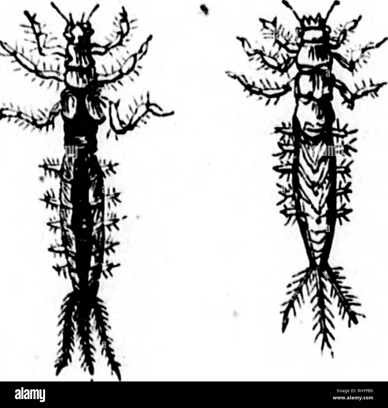 . Frank Förster Fisch und Fischerei der Vereinigten Staaten und des Britischen Provinzen Nordamerika [microform] dargestellt aus der Natur durch den Autor. Angeln; Fischen; Pêche sportive; Poissons. . Bitte beachten Sie, dass diese Bilder sind von der gescannten Seite Bilder, die digital für die Lesbarkeit verbessert haben mögen - Färbung und Aussehen dieser Abbildungen können nicht perfekt dem Original ähneln. extrahiert. Herbert, Henry William, 1807-1858. New York: Stringer & Amp; Townsend Stockfoto