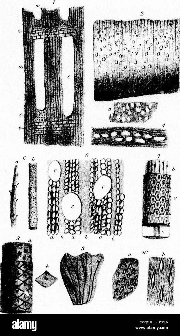 Auf Die Flora Der Devonzeit Im Nord Ostlichen Nordamerika Microform Pflanzen Plantes U Ein Ich Bin Ich Uni Cj Ich C Y Gt Ich K N N X Ich Iwdd Ji Wwn Kv Auf Die Flora Der Devonzeit Im Nord Ostlichen Nordamerika Microform Pflanzen Plantes U Ein Ich Bin Ich Uni Cj Ich C Y Gt Ich K N N X Ich Iwdd Ji Wwn Kv