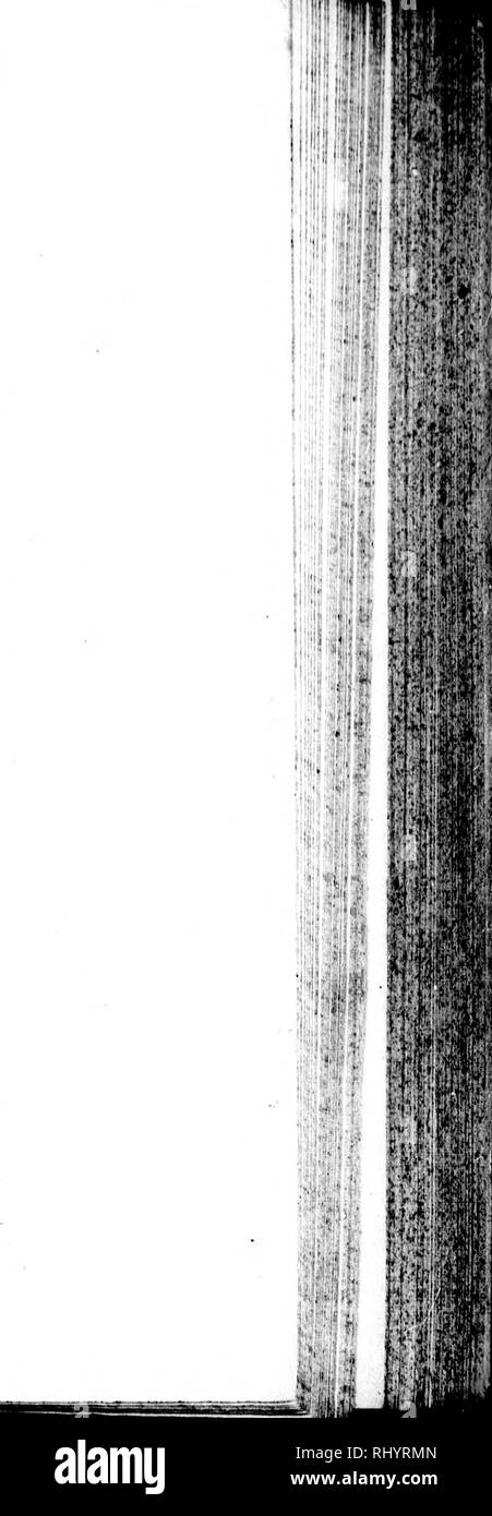 . Die Naturgeschichte der Vögel [microform]: Aus dem Französischen von Graf de Buffon. Ornithologie; Vögel; Ornithologie; Oiseaux. . Bitte beachten Sie, dass diese Bilder sind von der gescannten Seite Bilder, die digital für die Lesbarkeit verbessert haben mögen - Färbung und Aussehen dieser Abbildungen können nicht perfekt dem Original ähneln. extrahiert. Buffon, Georges Louis Leclerc, comte de, 1707-1788. London: Gedruckt für A. Strachan und T. Cadell in der Faser, und J. Murray. .. Stockfoto