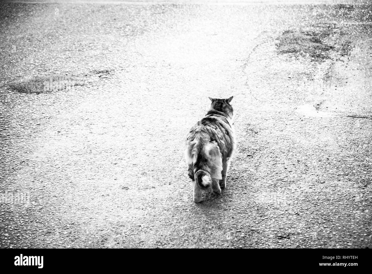 Streunende Katze allein zu Fuß auf der Straße sucht nach Hause, hofft, eine schöne, warme Familie ein Essen zu finden Stockfoto