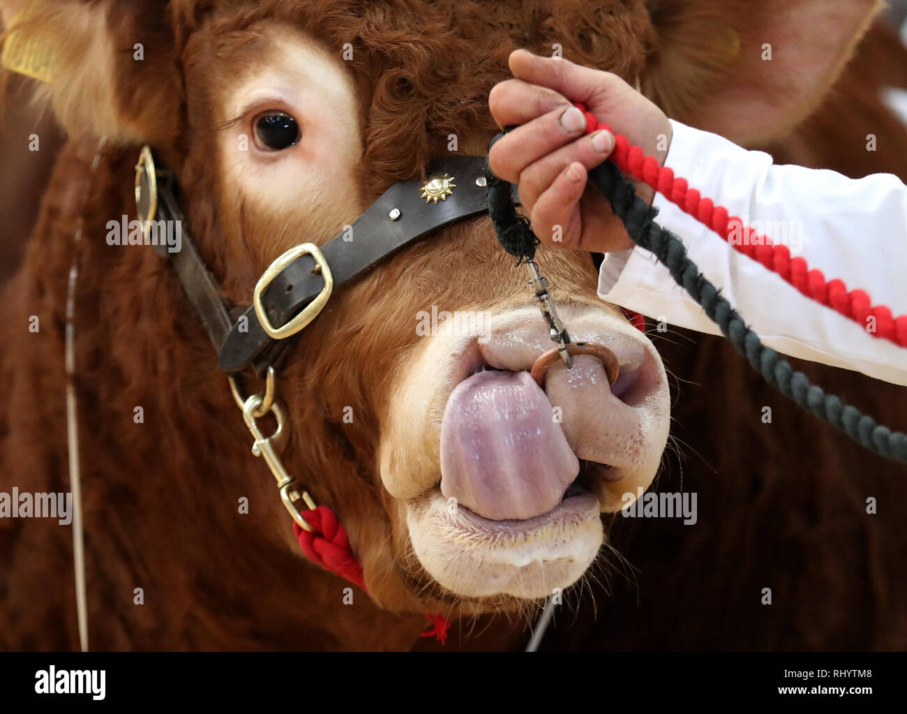 Die Landwirte Parade ihre Limousin Bulls im Ring vor ihrem Verkauf an United Auktionen' Stirling Stier Sales bei Stirling landwirtschaftliches Zentrum. Stockfoto