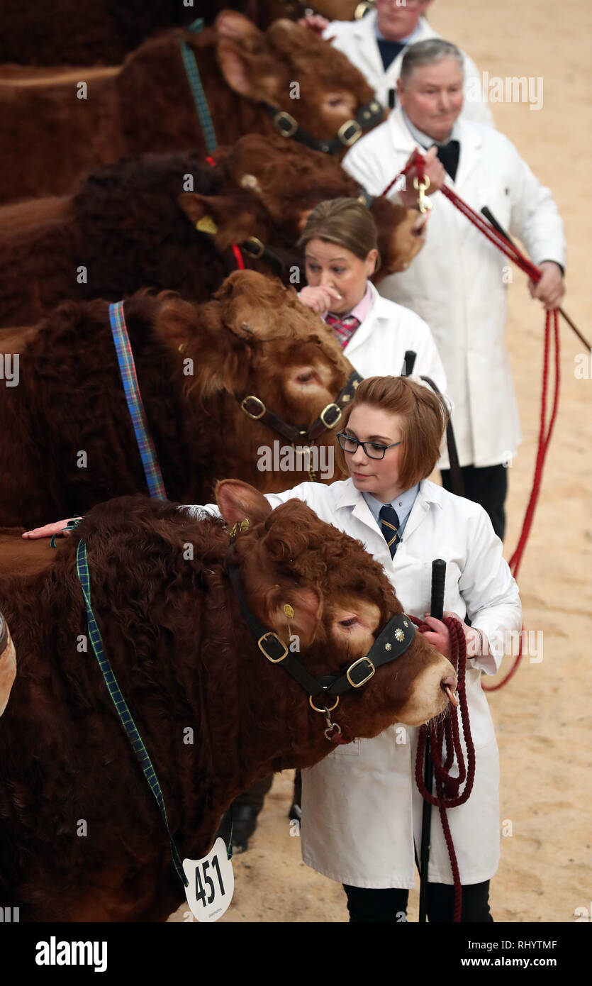 Die Landwirte Parade ihre Limousin Bulls im Ring vor ihrem Verkauf an United Auktionen' Stirling Stier Sales bei Stirling landwirtschaftliches Zentrum. Stockfoto