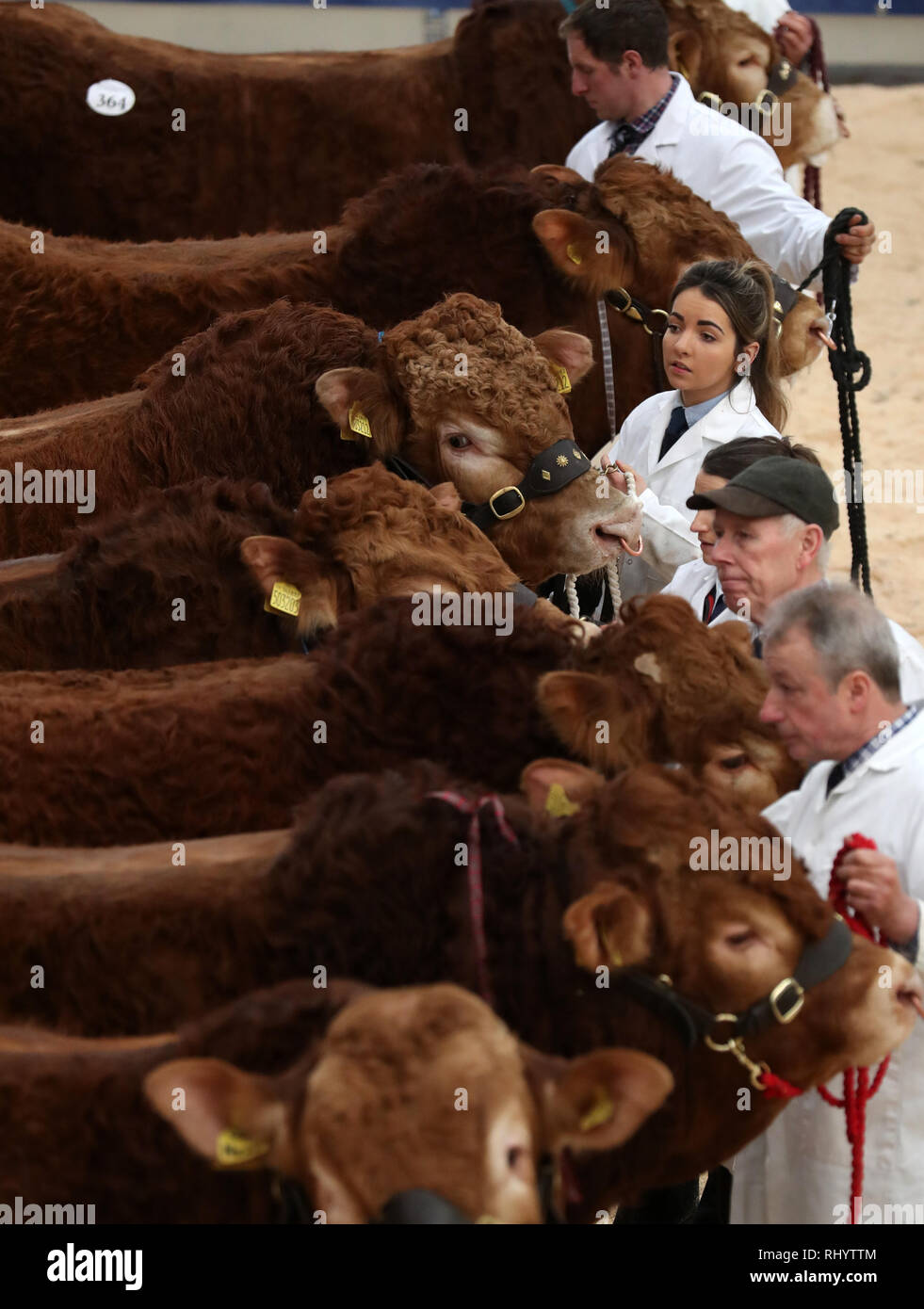 Die Landwirte Parade ihre Limousin Bulls im Ring vor ihrem Verkauf an United Auktionen' Stirling Stier Sales bei Stirling landwirtschaftliches Zentrum. Stockfoto